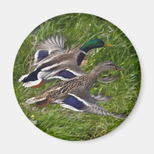 Flyga för gräsand magnet