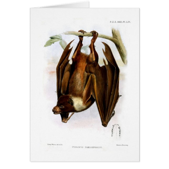 Flyga räven hälsningskort (Framsidan)