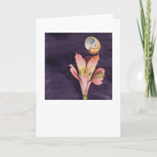 Flyga som är starry kort