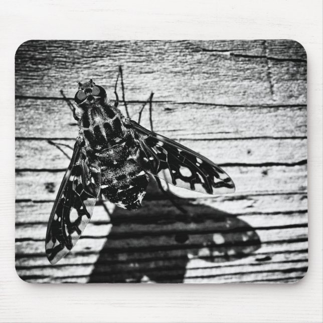 flyga tillbaka musmatta (Framsidan)