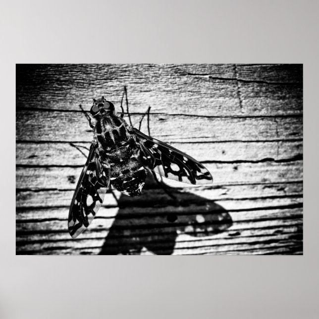 flyga tillbaka poster (Framsidan)