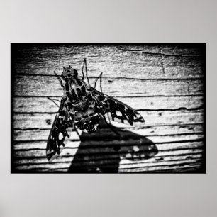 flyga tillbaka poster