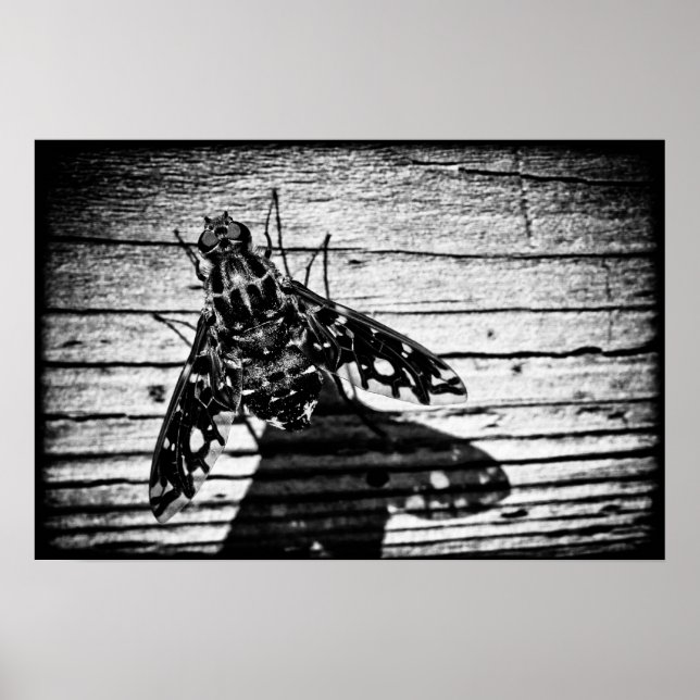 flyga tillbaka poster (Framsidan)