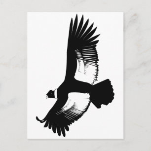 flygande Andean Condor Vykort