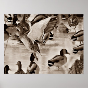 Flygande Anka Mallard Poster i Sepia