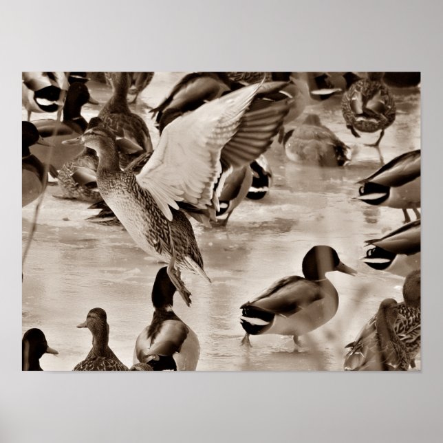 Flygande Anka Mallard Poster i Sepia (Framsidan)