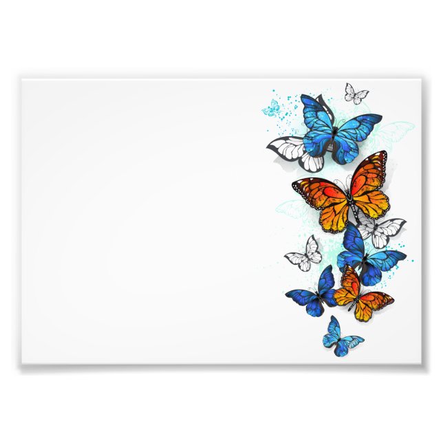 Flygande Butterflies Morpho och Monarch Fototryck (Framsidan)