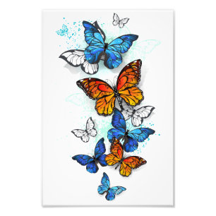 Flygande Butterflies Morpho och Monarch Fototryck