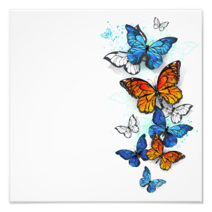 Flygande Butterflies Morpho och Monarch Fototryck