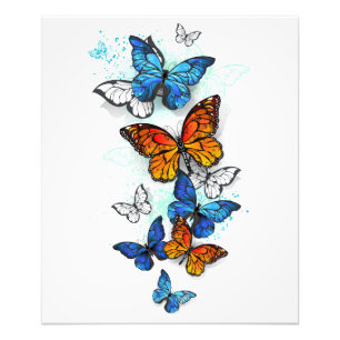 Flygande Butterflies Morpho och Monarch Fototryck