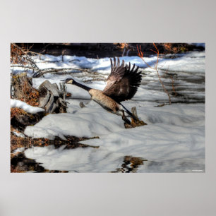 Flygande Canada Goose och Winter Pond Wildlife 2 Poster