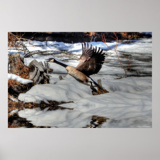 Flygande Canada Goose och Winter Pond Wildlife 2 Poster (Framsidan)