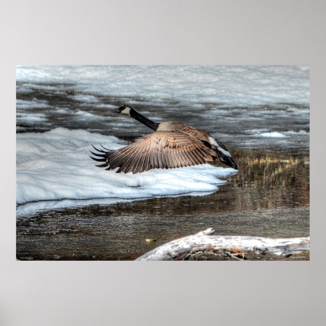 Flygande Canada Goose och Winter Pond Wildlife Poster (Framsidan)