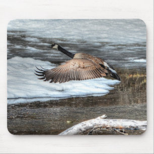 Flygande Canada Goose, Pond & Snö Wildlife Photo Musmatta