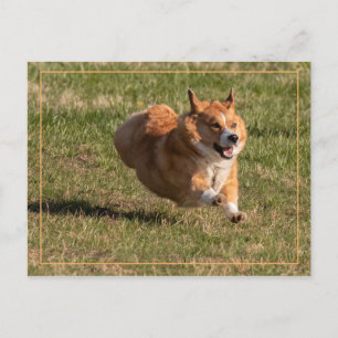 Flygande Corgi Vykort