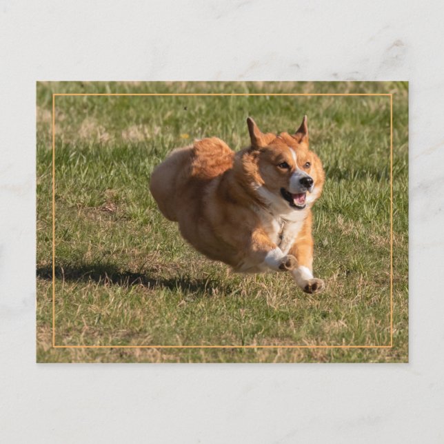 Flygande Corgi Vykort (Framsida)