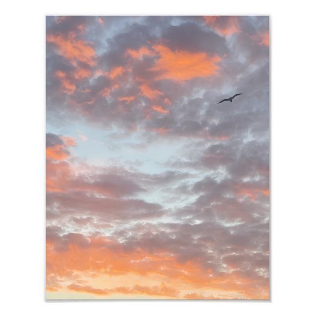Flygande fågel i rosa moln Fototryck (Framsidan)