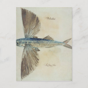 Flygande fisk vykort