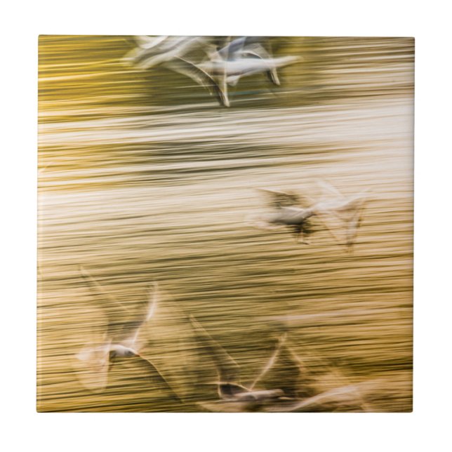 Flygande fiskmåsar - abstrakt kakelplatta (Framsidan)