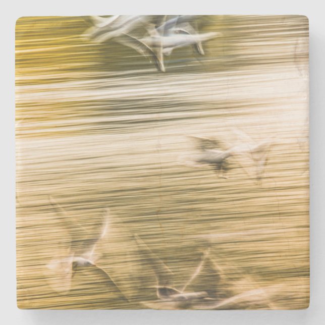 Flygande fiskmåsar - abstrakt stenunderlägg (Framsidan)
