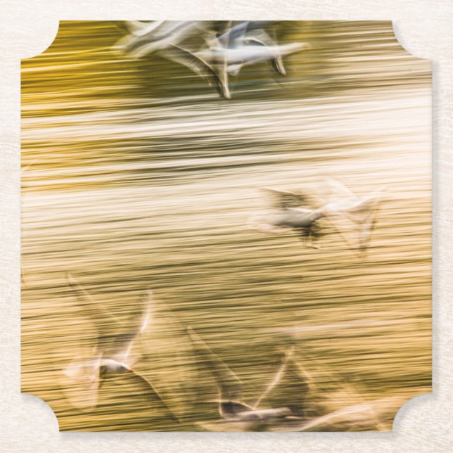 Flygande fiskmåsar - abstrakt underlägg papper (Framsida)