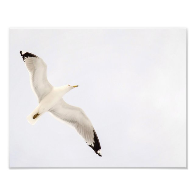 Flygande Gull Fototryck (Framsidan)