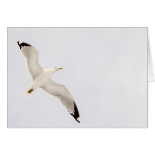 Flygande Gull Hälsningskort