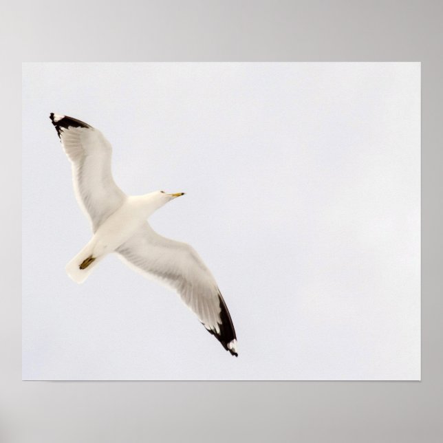 Flygande Gull Poster (Framsidan)