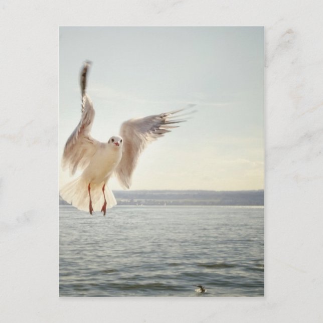 Flygande Gull Vykort (Framsida)