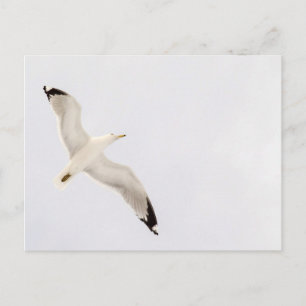 Flygande Gull Vykort