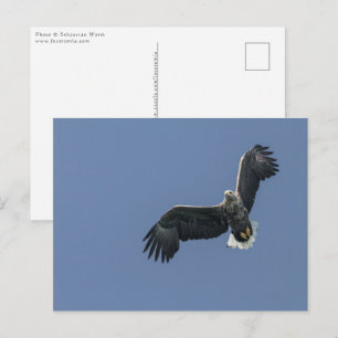 Flygande havseagle vykort