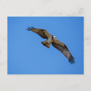 Flygande havsvik med synligt mål vykort