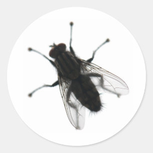 Flygande insekt runt klistermärke