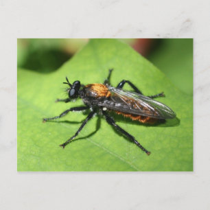 Flygande Insekt - stäng upp naturen Vykort