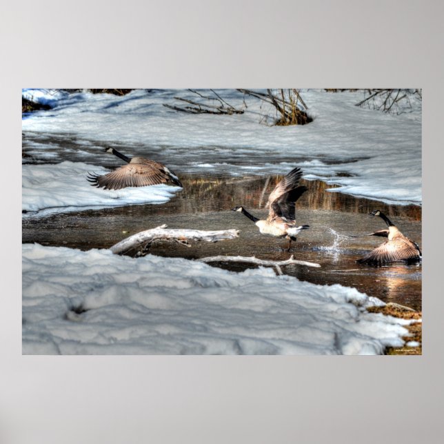 Flygande Kanada Geese och Winter Pond Wildlife Poster (Framsidan)
