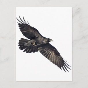 Flygande Kråka Vykort