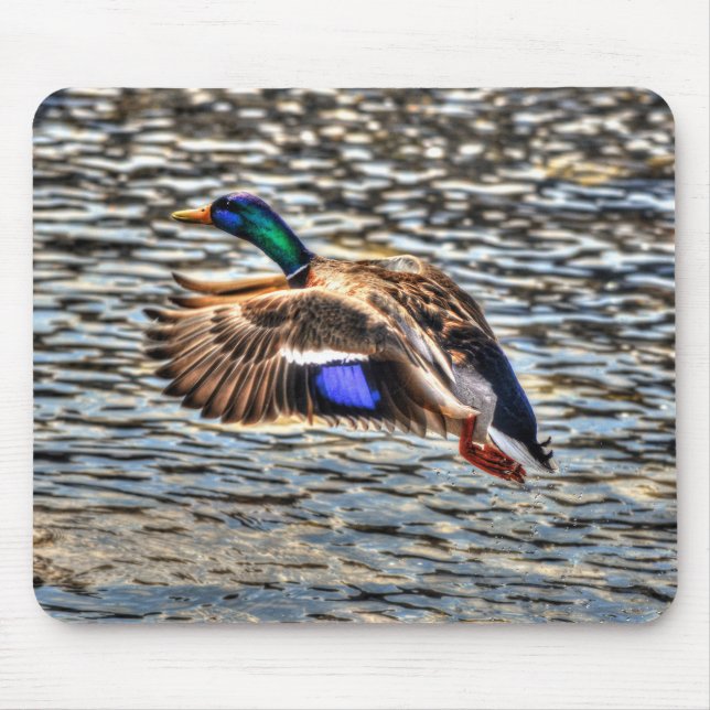 Flygande Mallard Drake vid Sunset Wildlife Gift Musmatta (Framsidan)