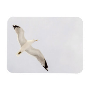 Flygande Mås Magnet