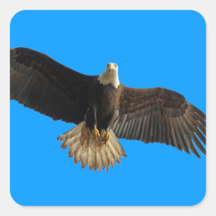 Flygande Örn Bird of Ber Art Fyrkantigt Klistermärke