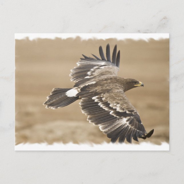 Flygande Örn Fågel Postkort Vykort (Framsida)