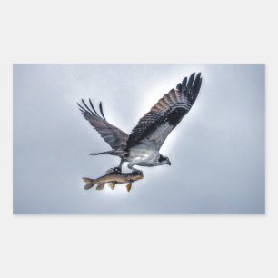 Flygande Osprey med Walleye Fishing HDR Foto Rektangulärt Klistermärke