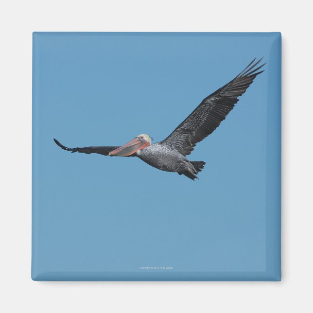 Flygande Pelican Magnet 10 (Framsidan)