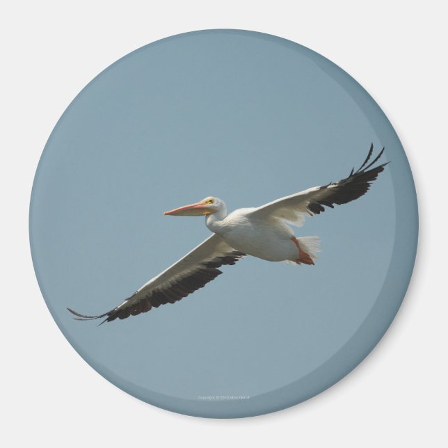 Flygande Pelican Magnet 4 (Framsidan)