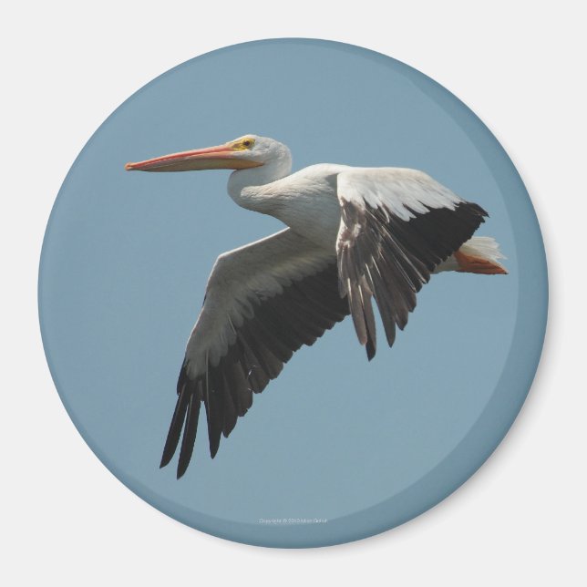 Flygande Pelican Magnet 5 (Framsidan)