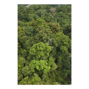 Flygbild av regnskog. Iwokrama reservat, Fototryck