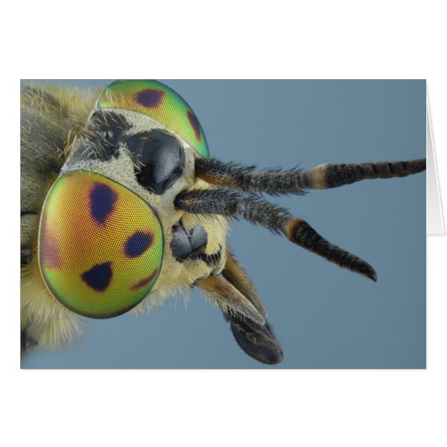 Flygchef i hjort hälsningskort (Framsidan Horizontal)