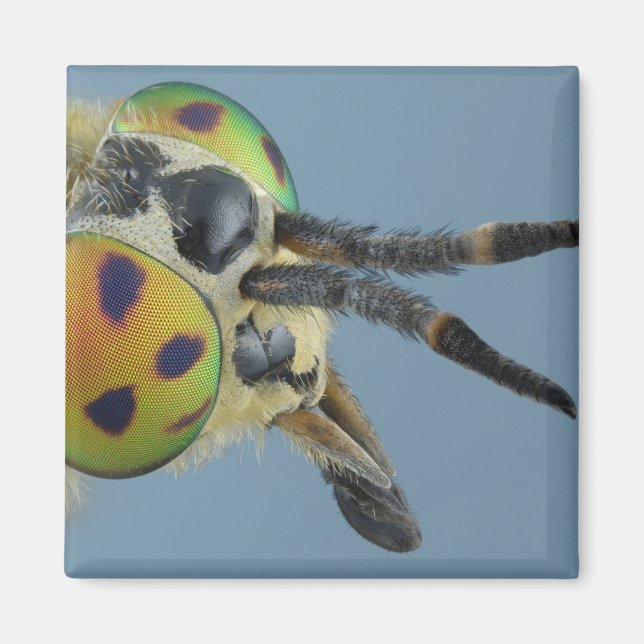 Flygchef i hjort magnet (Framsidan)