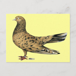Flyget Oriental Roller Pigeon Almond Vykort