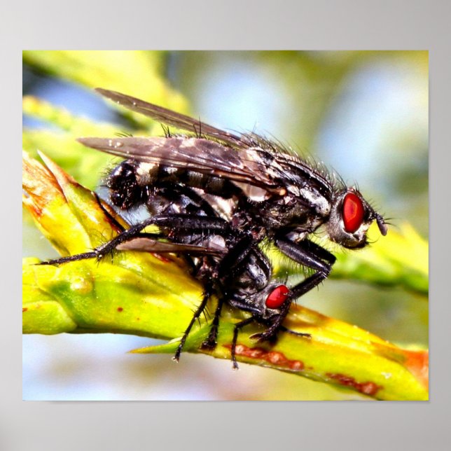 Flygfiler Poster (Framsidan)