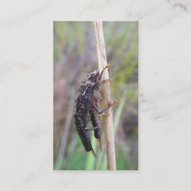 Flygfiske vägleder kortet visitkort (Framsida)